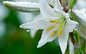 Preview wallpaper lily, flower, drops, stamens, freshness, close-up