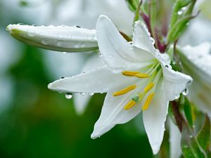 Preview wallpaper lily, flower, drops, stamens, freshness, close-up