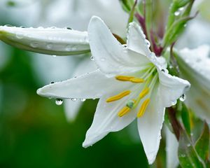 Preview wallpaper lily, flower, drops, stamens, freshness, close-up