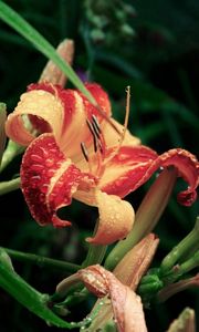 Preview wallpaper lily, flower, drops, buds, greens