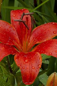 Preview wallpaper lily, flower, herbs, garden, drops, fresh, close-up