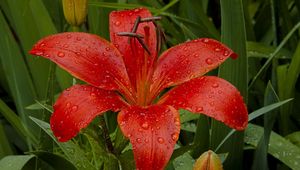 Preview wallpaper lily, flower, herbs, garden, drops, fresh, close-up