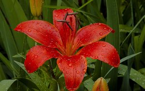 Preview wallpaper lily, flower, herbs, garden, drops, fresh, close-up