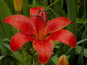 Preview wallpaper lily, flower, herbs, garden, drops, fresh, close-up