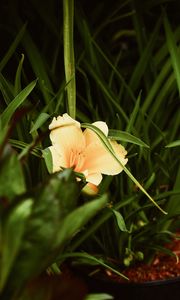 Preview wallpaper lily, flower, leaves, grass