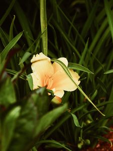 Preview wallpaper lily, flower, leaves, grass