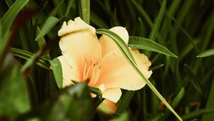 Preview wallpaper lily, flower, leaves, grass