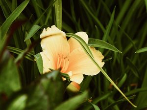 Preview wallpaper lily, flower, leaves, grass