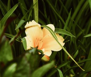 Preview wallpaper lily, flower, leaves, grass