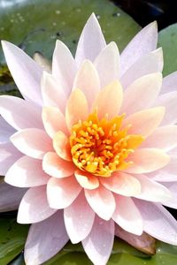 Preview wallpaper lily, flower, leaves, water drops, close-up