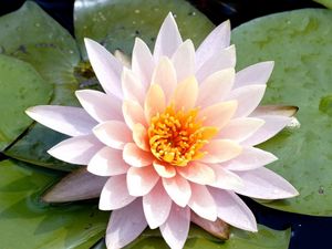 Preview wallpaper lily, flower, leaves, water drops, close-up