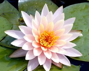 Preview wallpaper lily, flower, leaves, water drops, close-up