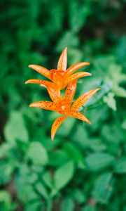 Preview wallpaper lily, flower, orange, bloom, plant