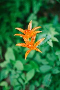 Preview wallpaper lily, flower, orange, bloom, plant