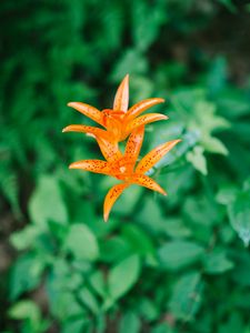 Preview wallpaper lily, flower, orange, bloom, plant