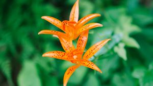 Preview wallpaper lily, flower, orange, bloom, plant