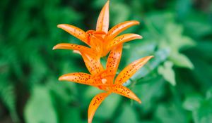 Preview wallpaper lily, flower, orange, bloom, plant