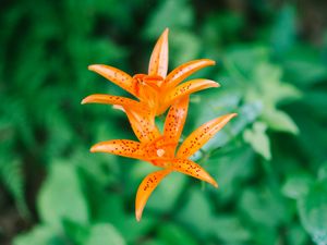 Preview wallpaper lily, flower, orange, bloom, plant
