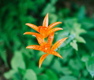 Preview wallpaper lily, flower, orange, bloom, plant