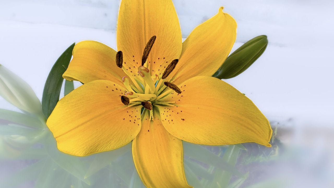 Wallpaper lily, flower, petals, pollen, yellow