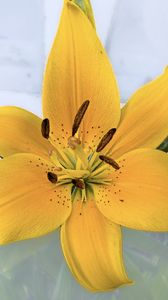 Preview wallpaper lily, flower, petals, pollen, yellow