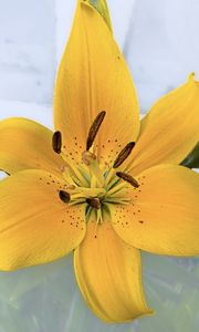 Preview wallpaper lily, flower, petals, pollen, yellow