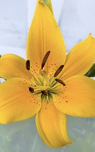 Preview wallpaper lily, flower, petals, pollen, yellow