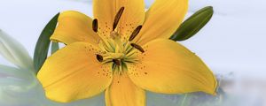 Preview wallpaper lily, flower, petals, pollen, yellow