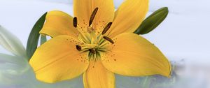 Preview wallpaper lily, flower, petals, pollen, yellow