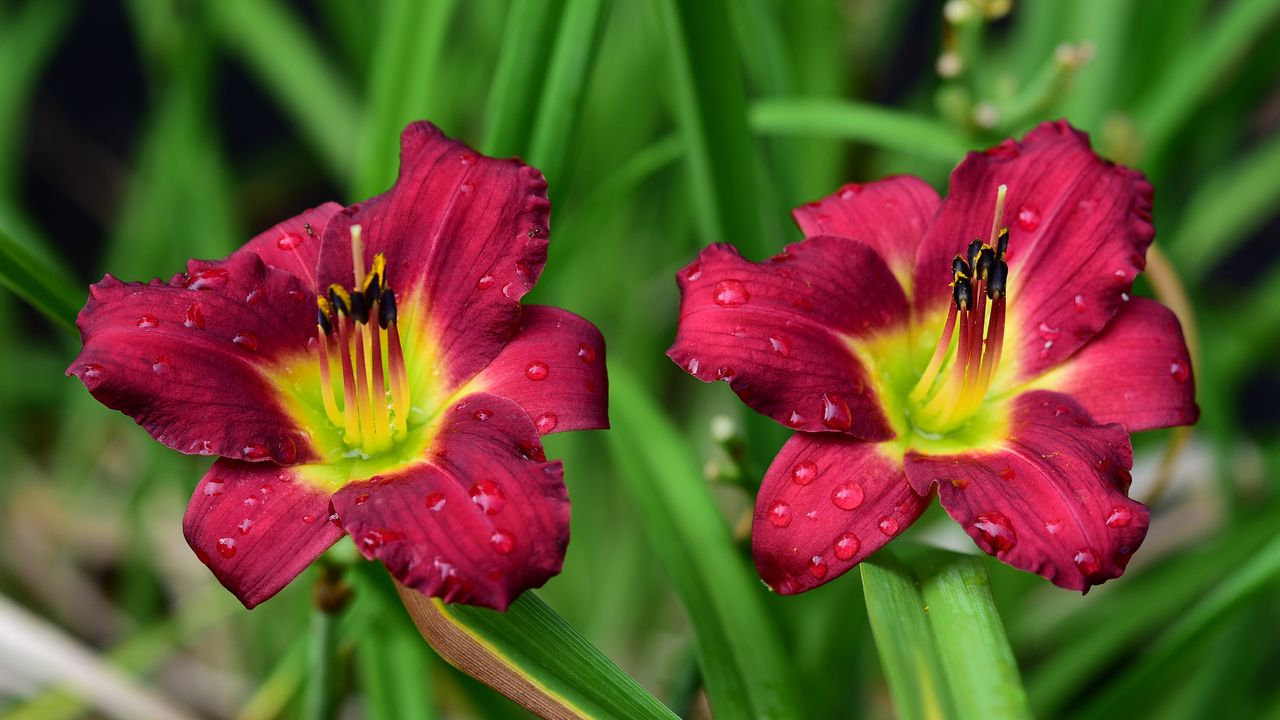 Wallpaper lily, flower, petals, pollen, drops