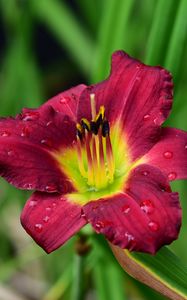 Preview wallpaper lily, flower, petals, pollen, drops