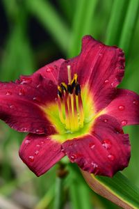 Preview wallpaper lily, flower, petals, pollen, drops