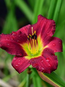 Preview wallpaper lily, flower, petals, pollen, drops