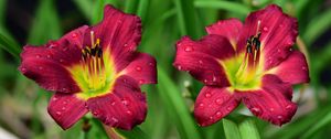 Preview wallpaper lily, flower, petals, pollen, drops