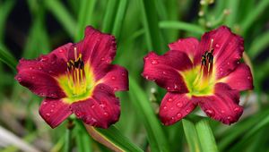 Preview wallpaper lily, flower, petals, pollen, drops