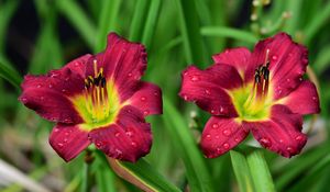 Preview wallpaper lily, flower, petals, pollen, drops