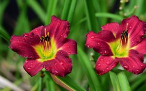 Preview wallpaper lily, flower, petals, pollen, drops