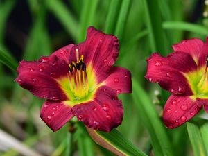 Preview wallpaper lily, flower, petals, pollen, drops