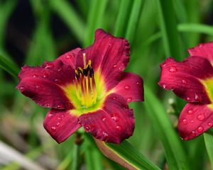 Preview wallpaper lily, flower, petals, pollen, drops