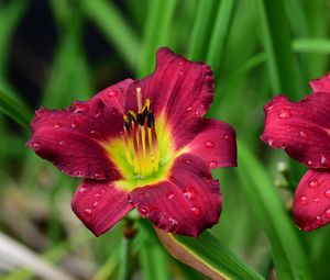 Preview wallpaper lily, flower, petals, pollen, drops