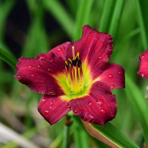 Preview wallpaper lily, flower, petals, pollen, drops