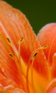 Preview wallpaper lily, flower, petals, pollen, macro