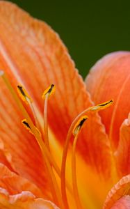 Preview wallpaper lily, flower, petals, pollen, macro