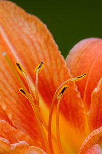 Preview wallpaper lily, flower, petals, pollen, macro