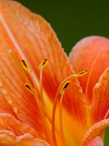 Preview wallpaper lily, flower, petals, pollen, macro