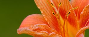 Preview wallpaper lily, flower, petals, pollen, macro