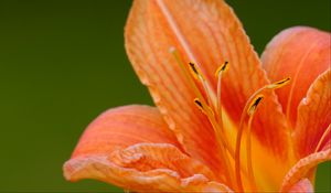 Preview wallpaper lily, flower, petals, pollen, macro