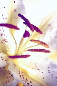 Preview wallpaper lily, flower, petals, stamens, light