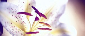 Preview wallpaper lily, flower, petals, stamens, light