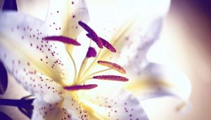 Preview wallpaper lily, flower, petals, stamens, light